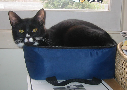 Figaro in a lunchbox